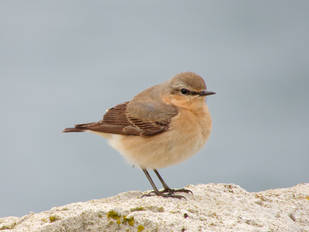 Wheatear